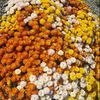 chandaani